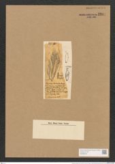 Schizonema lacinatum Harv. (de-Toni-Nr.: Genus 20, Species 1185) Zeichnungen Sammlung Grunow Nr. 2284 (NHMW-BOT-W0369404)